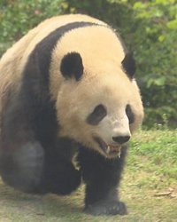 中国が示すパンダ貸与停止の可能性は“友好の象徴”を利用した影響力行使のサインである