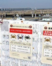 木更津沖で急増する中国人によるワタリガニ捕獲　漁業資源を脅かす新たな危機