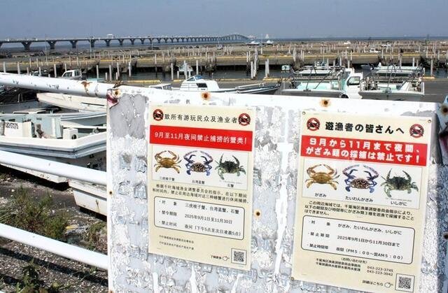 木更津沖で急増する中国人によるワタリガニ捕獲　漁業資源を脅かす新たな危機