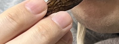 「違法でない“ほぼドラッグ”が夜の街に広がる現実――中国発ビンロウ流通が突きつける日本社会の盲点」