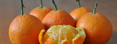 愛媛産高級かんきつ「紅プリンセス」が中国通販に出現　日本農業ブランドを食い荒らす品種流出リスクに警戒